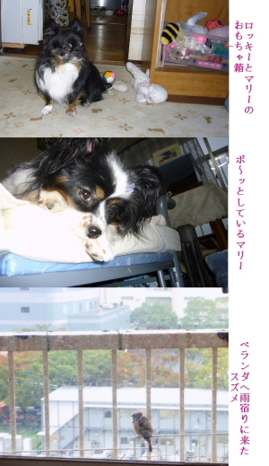 スズメが雨宿り