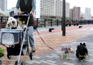 太郎とピーター