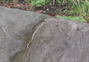 ヘビ