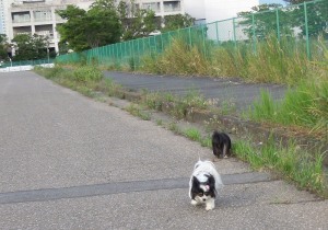 きょうの散歩