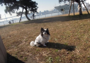 晴海ふ頭